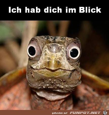 Ich_hab_dich_im_Blick.jpg