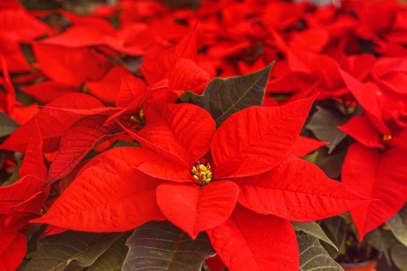 poinsettia-4636921_960_720.jpg