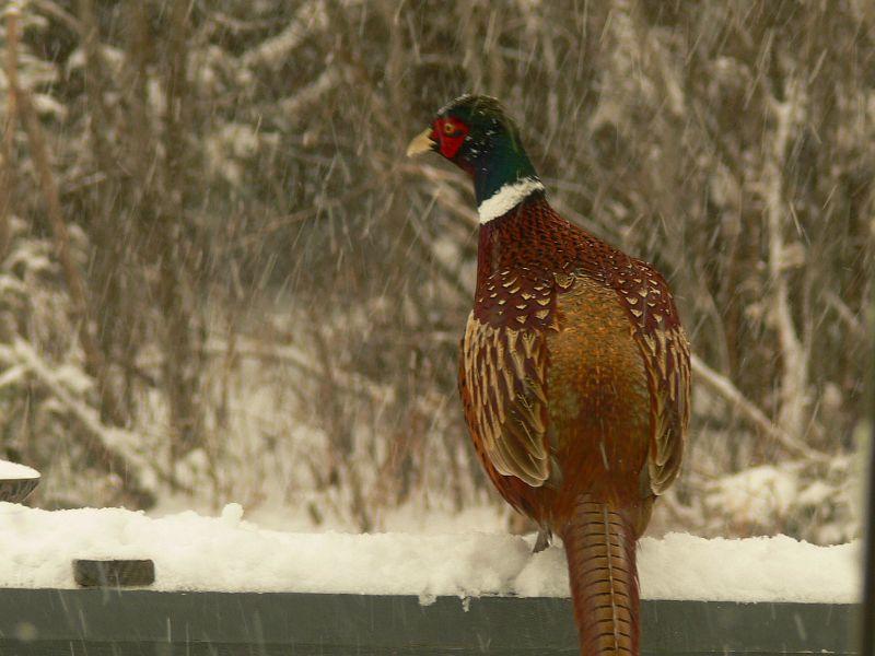 Horst's Winterfotos, Dezember 2013 058.jpg