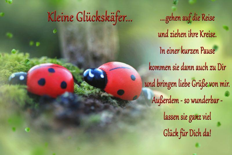 Spruchkarte - Kleine Glückskäfer.jpg