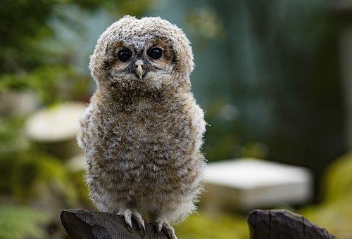 owl-2307405__340.jpg