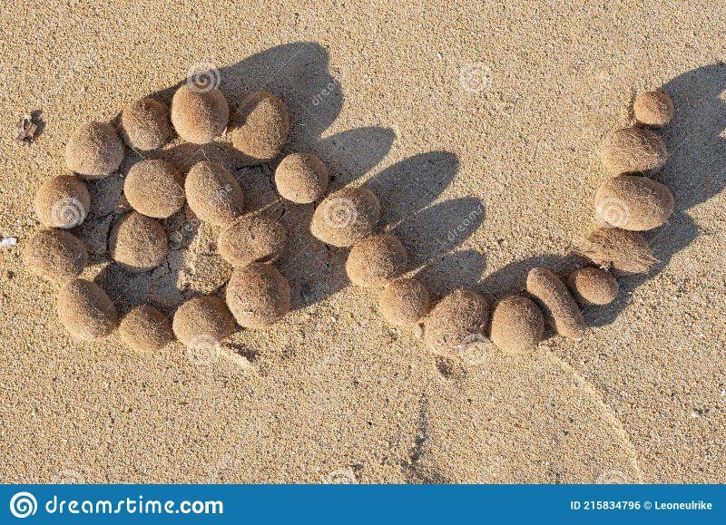 kleine-kugeln-von-getrockneten-algen-strand-bilden-eine-spirale-auf-dem-sand-italien-215834796.jpg