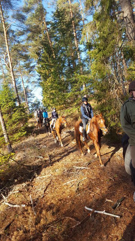 reiterhof-lueneburger-heide-wanderreiten-reitjagd-trainigswoche-5.jpg