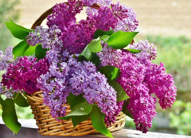 lilac-3366467_960_720.jpg