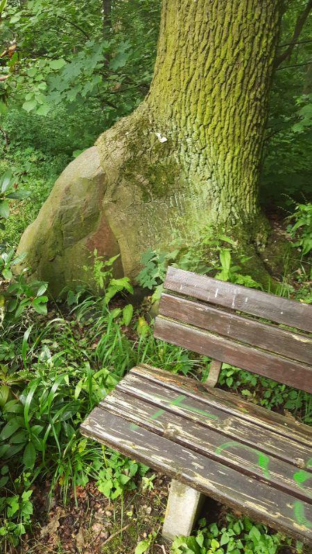 Stein und Baum.jpeg