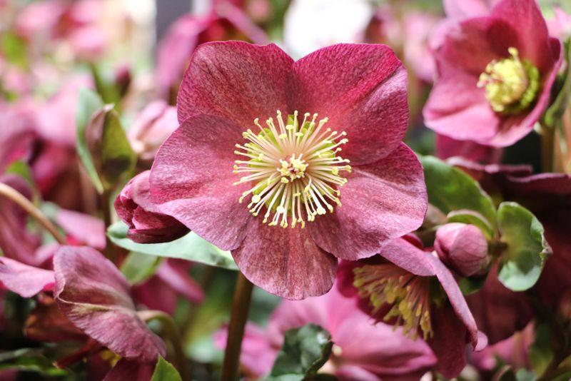 images_2017_blumen_fruehblueher_christrose-helleborus-niger-7093.jpg