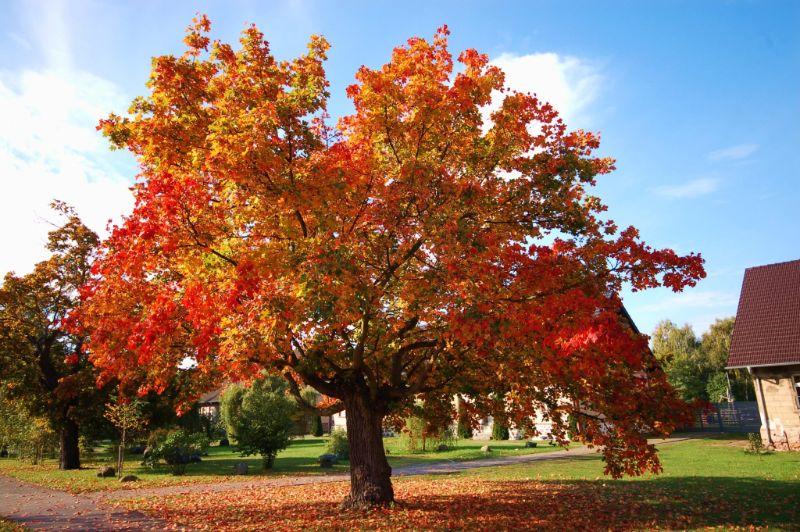 herbstbilder1.jpg