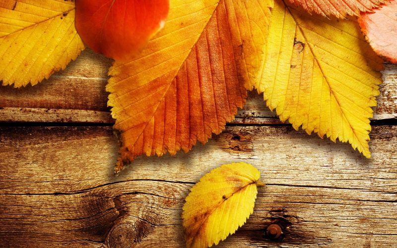 kostenlos-blatter-im-herbst-tapete-mit-bildern-herbst-uber-schone-herbstbilder-kostenlos-1536x960.jpg