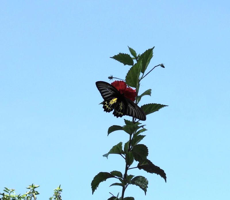 Yellow Birdwing.JPG