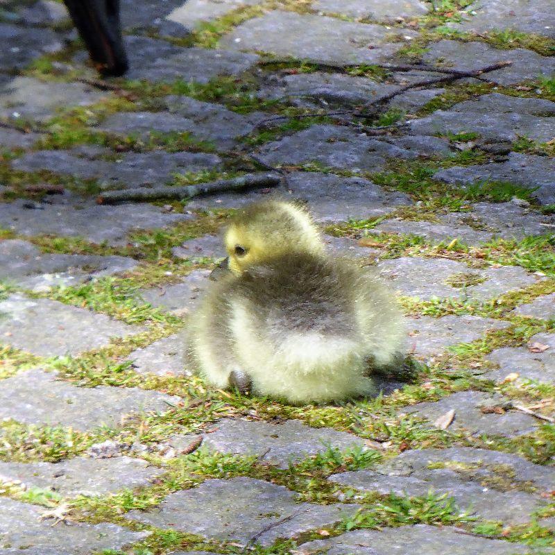 2023-04-29 Friedhofsgänschen (4).JPG