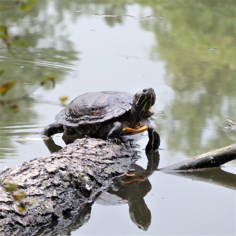 2022-09-10 schildkröte Wasser (2).JPG