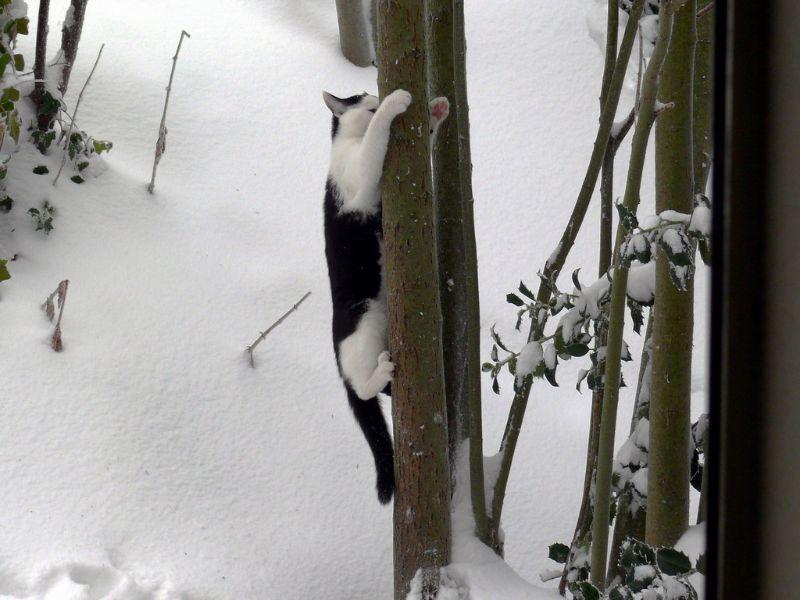 Kater Fido, das erste Mal im Schnee