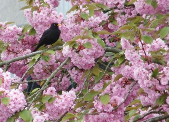 Amsel-IMG_3003.jpg