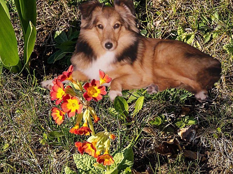 rote Schlüsselblumen mit Tammy.jpg