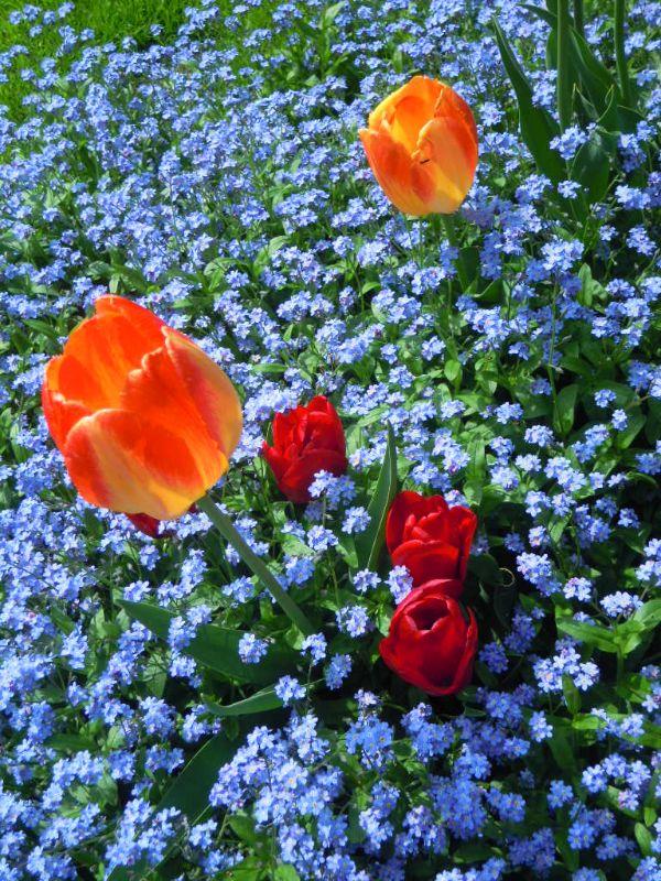 2017, Mai, Vergißmeinnicht und Tulpen!!!!, KB-Ausführung !!!.JPG