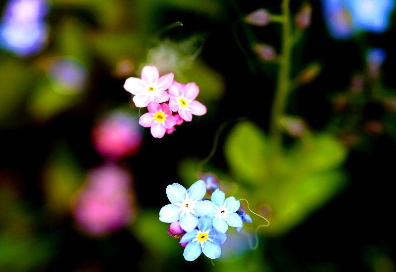 2023, 29. April, rosa und blaue Vergißmeinnichts-Bündel.JPG