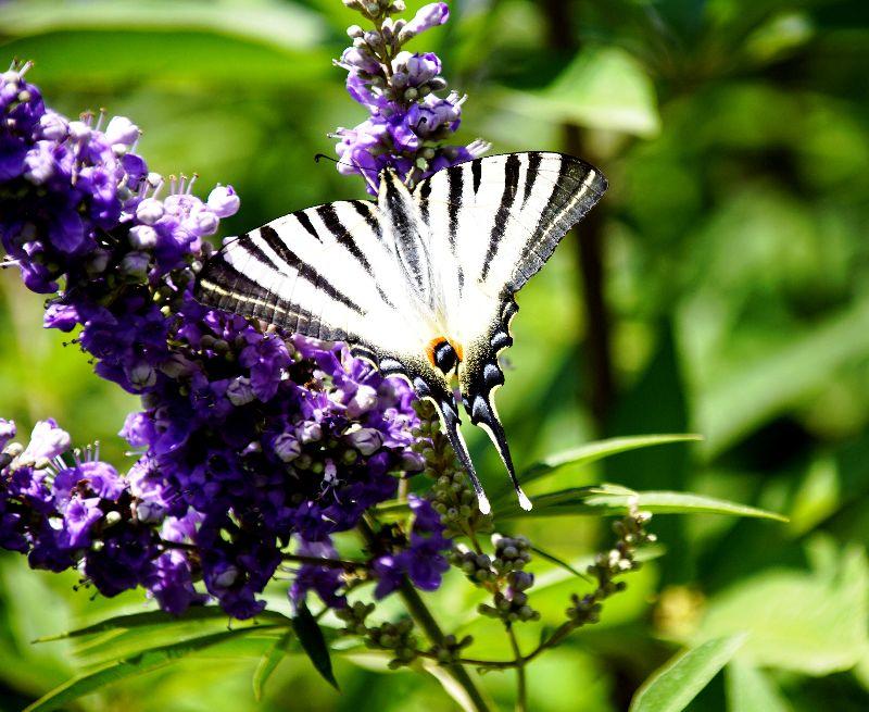 2023, 27. Juli, Segelfalter der Alten Welt, Iphiclides Pdalirius !!!.JPG