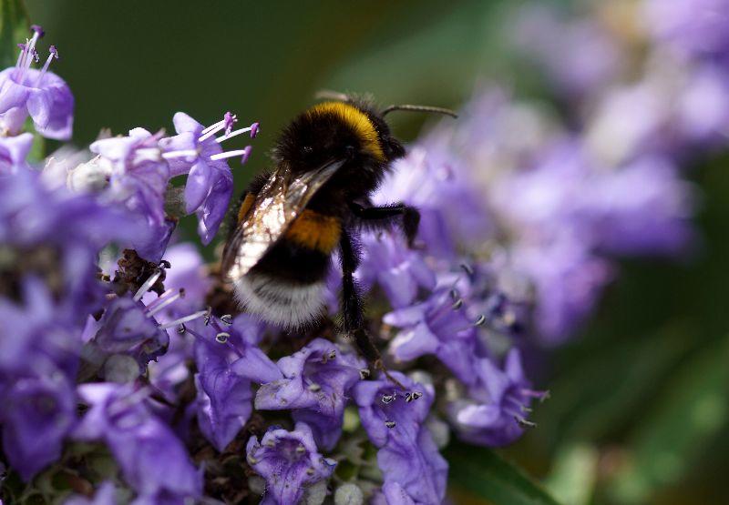 2023, 2. August, Hummel auf Mönchspfeffer.JPG