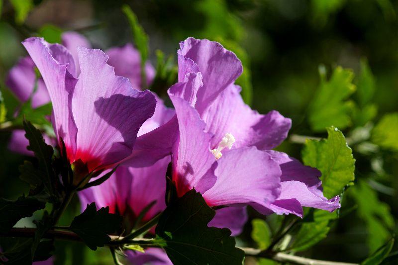 2023, Jui 31., Hibiscus, mit Sonne im Herzen.JPG