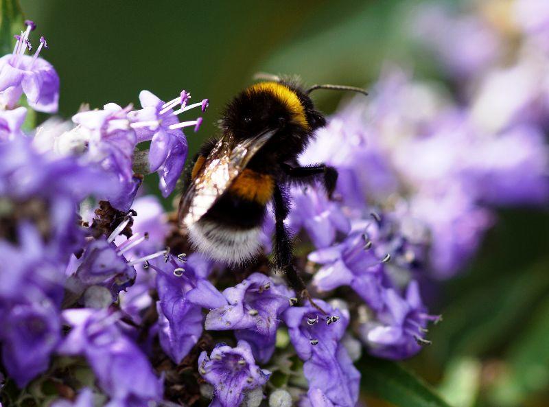 2023, Juli, Hummel auf blauen Blüten !!.JPG