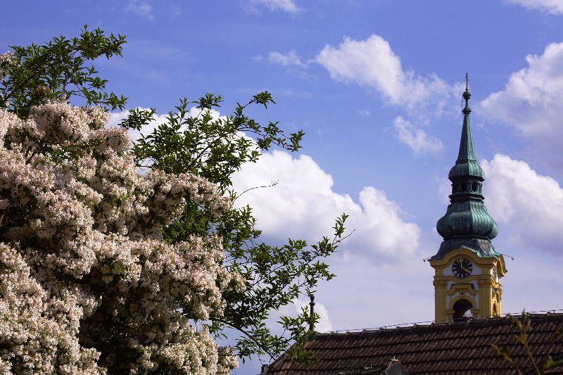 2023, Ene Mai, blühende Kolkwitzia mit Kirchturm.JPG