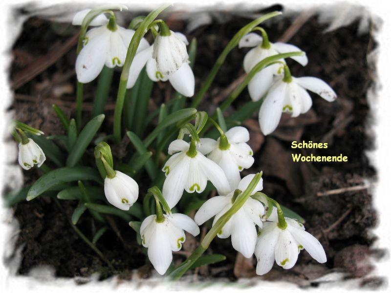 Schneeglöckchen Wochenende.JPG