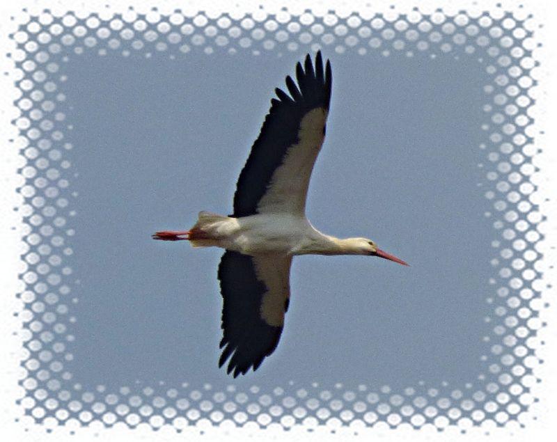 Storch im Flug.JPG