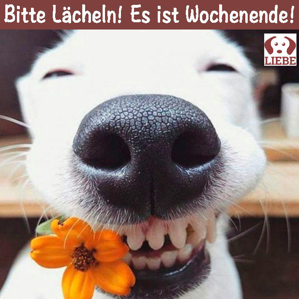 -Meme-hund-laecheln.jpg