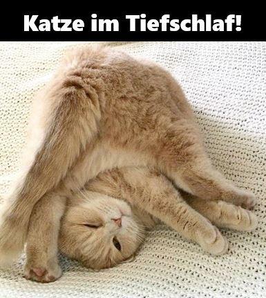 Katz-im-Tiefschlaf.JPG