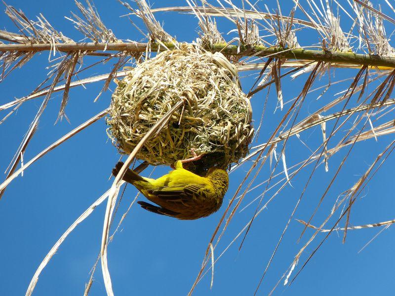 yellow-weaver-bird-2212677_1280.jpg