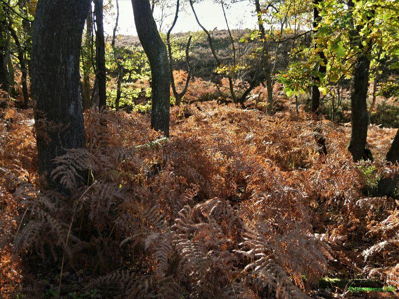 Fischbeker Heide_20201022_27.jpg