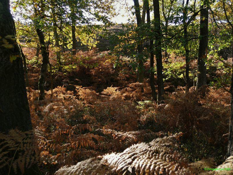 Fischbeker Heide_20201022_26.jpg