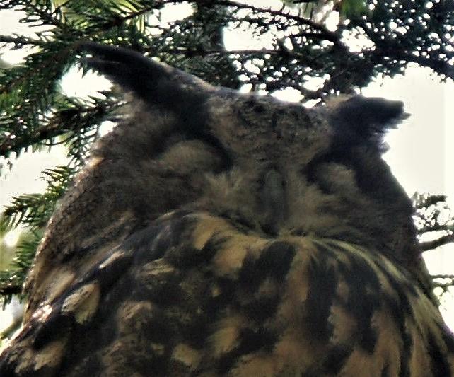 Wildpark schwarze Berge_20200921_19.jpg