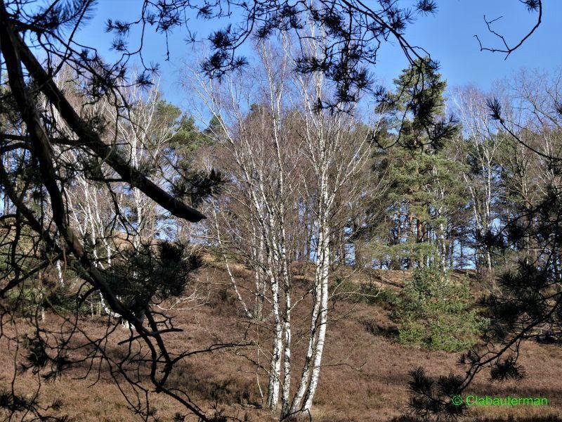 Fischbeker Heide_20210221_01003.jpg