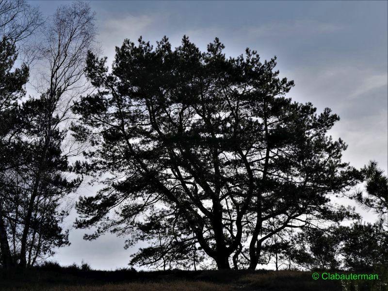 Fischbeker Heide_20210221_01004.jpg