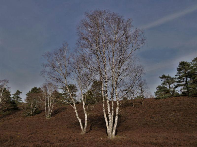 Fischbeker Heide_20210223_18.jpg