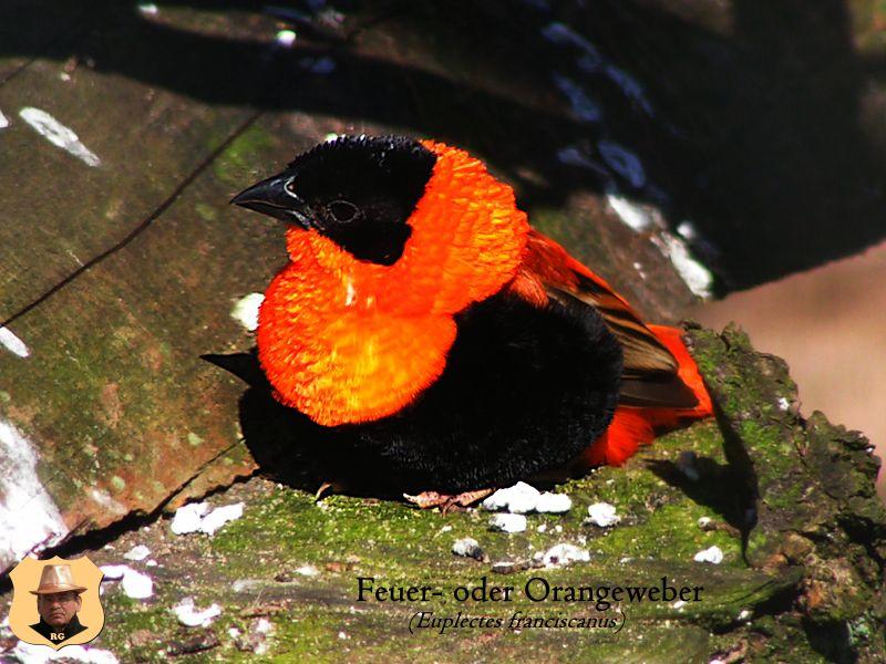 Feuer- oder Orangeweber-Vogel_0001.JPG