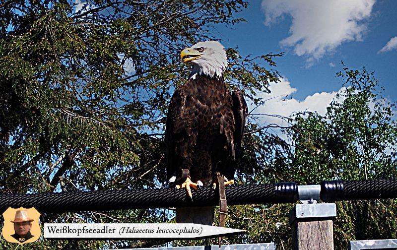 Adlerwarte Berlebeck - Weißkopfseeadler (1).JPG