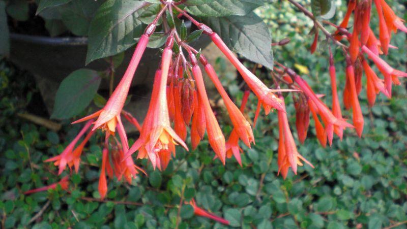 Korallenfuchsie (Fuchsia fulgens) (1).JPG