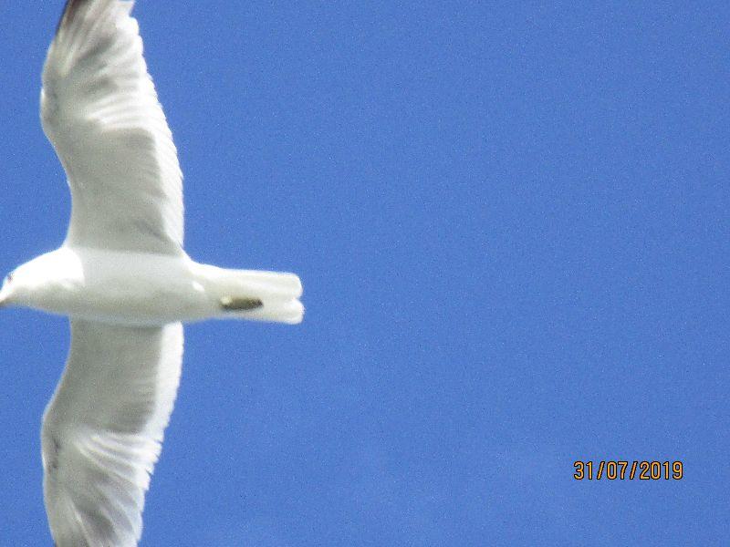 Langeoog 2019 021.JPG