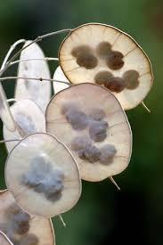 Silberblatt, Silbertaler, Lunaria annua - Pflanzen und Pflege ...