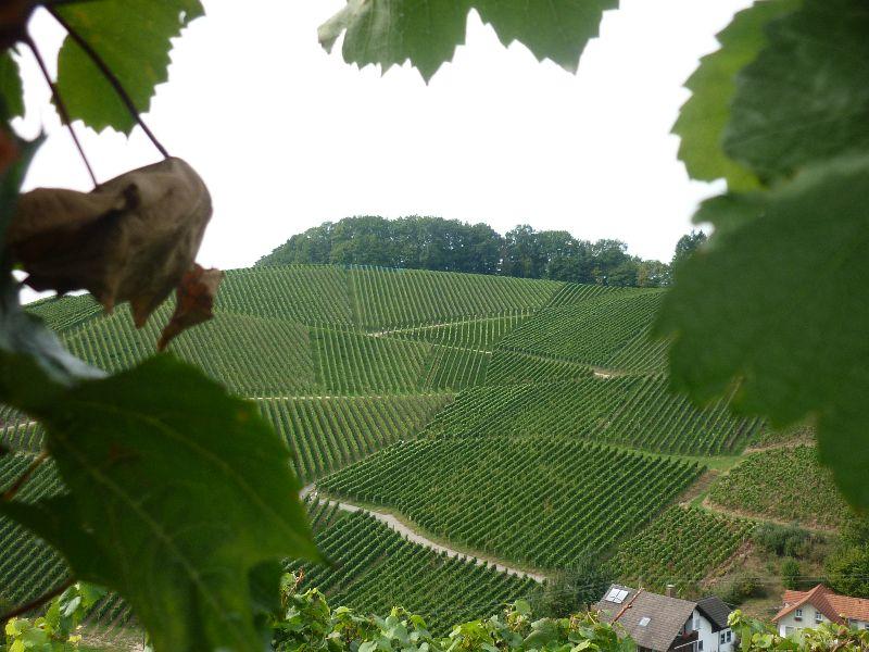 weinberge Durbach 2012.JPG