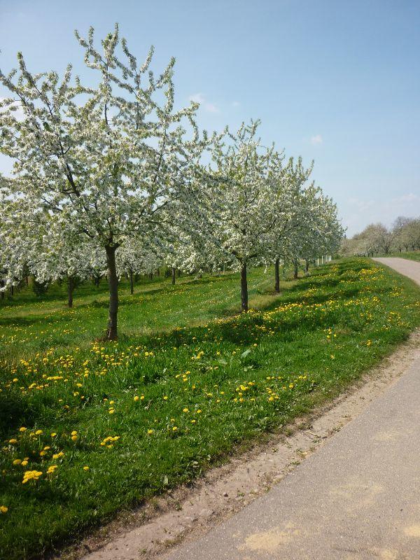 Nesselried Engelgasse.JPG