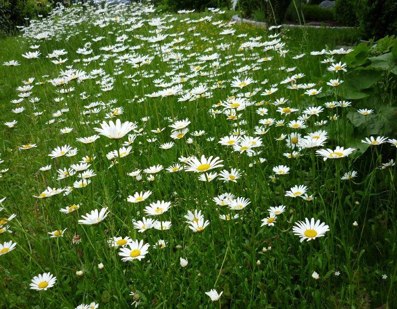 unsere Margeriten.JPG