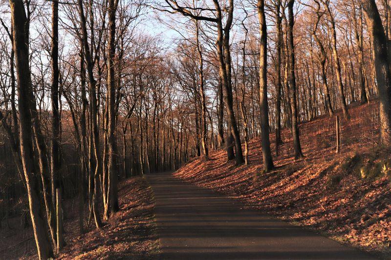 Herbstwald.jpg