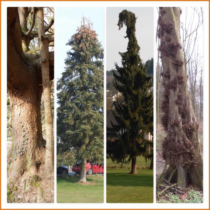 Baum-Collage.jpg