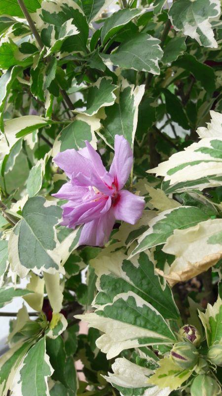 20190805_104914 Hibiskus da Vinci.jpg