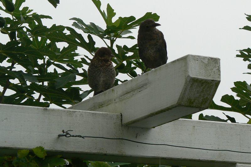 Amseln auf Pergola.JPG