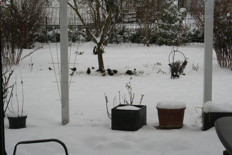 Winterrvögel am Futterplatz.JPG