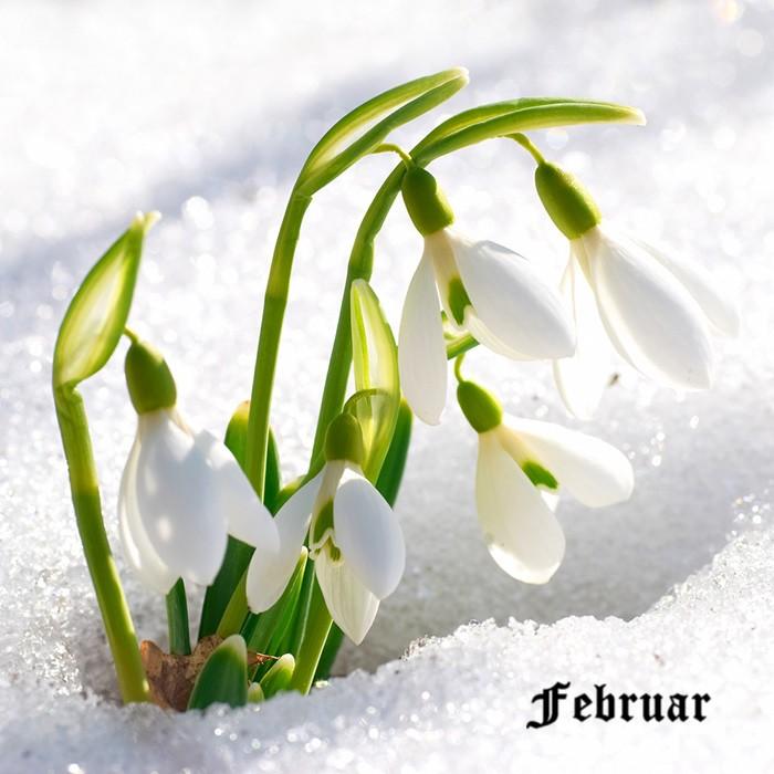 februar.jpg